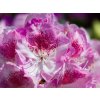 Rhododendron Royal Violet (2)