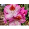 Rododendron 'Kazimierz Odnowiciel/Royal Violet'  Rhododendron 'Kazimierz Odnowiciel/Royal Violet'
