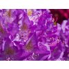 Rhododendron Purpureum Grandiflorum (3)