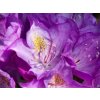 Rhododendron Purpureum Grandiflorum (1)