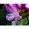 Rhododendron Purpureum Grandiflorum (2)