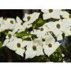 Cornus kousa (1)