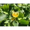 liriodendron tulipifera