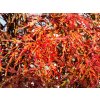 Acer Dissectum Garnet (2)