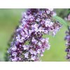 buddleja davidii wisteria lane 2