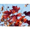 Acer Jeffersred (1)