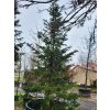 Abies sibirica (3)