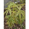 Acer pentyphyllum (1)