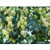 koelreuteria paniculata