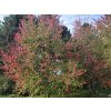 Acer rubrum Redsunset