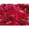Acer palmatum Fireglow (2)