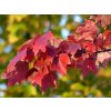 acer rubrum leaves frankenschultz CC BY NC SA 2 0