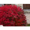 euonymus alatus little moses dwarf burning bush 4