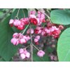 euonymus phellomanus