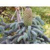 Abies procera 'Glauca'