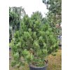 Pinus leucodermis Compact gem