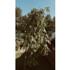 88106 1 4314bd641afde35e