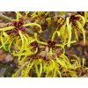 pallida