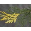 Pazerav sbíhavý 'Aureovariegata'  Libocedrus/calocedrus decurrens 'Aureovariegata'