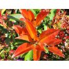 Bl�skavka Fraserova �Red Robin� (Balen� kontejner C45)