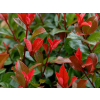 little red