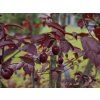 88355 2 prunus cerasifera nigra 1