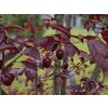 Prunus cerasifera Nigra (1)