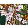 88355 3 prunus nigra