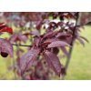 Prunus cerasifera Nigra (2)