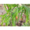 Tisovec dvouřadý 'Pendulum'  Taxodium distichum 'Pendulum'