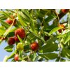 ziziphus jujuba cr 800x800 3