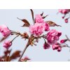 Prunus Royal Burgundy (1)