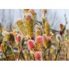 Salix Mount Aso (7)