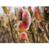 Salix Mount Aso (2)