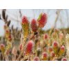 Salix Mount Aso (3)