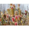 Salix Mount Aso (1)