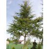 88598 1 cedr himalajsky aurea