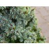 Picea glauca 'Sander�s Blue' (1)