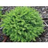 glauca