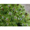 Picea glauca 'Conica Blue' (1)