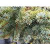 Picea pungens 'Swifty'� (2)