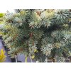 Picea pungens 'Swifty'� (1)