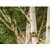 Betula utilis jacquemontii