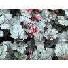 Dlužicha 'Silver Gumdrop' - Heuchera 'Silver Gumdrop'