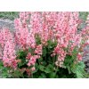 Dlužicha 'Pink Revolution' - Heucherella 'Pink Revolution'