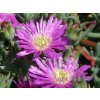 Kosmatec lavisiae - Delosperma lavisiae