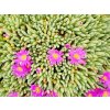 Delosperma sphalmanthoides 1