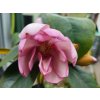Michelie �Fairy Magnolia Blush� (Balen� kontejner p15, Tvar v��ka 30-40cm)