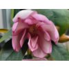 Michelie �Fairy Magnolia Blush� (Balen� kontejner p15, Tvar v��ka 30-40cm)