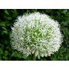 91430 1 allium white gian